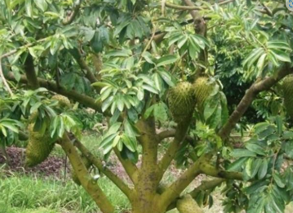 그라비올라 나무 와 열매