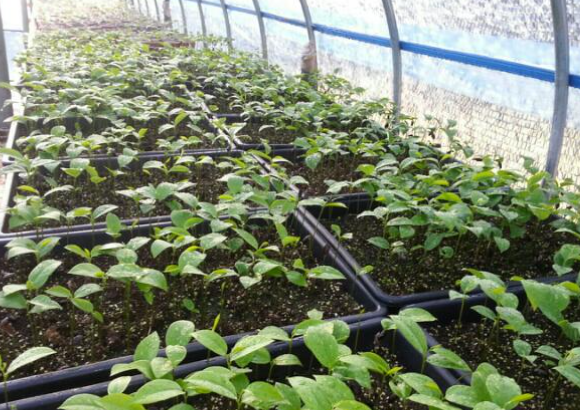 그라비올라 국내 농장