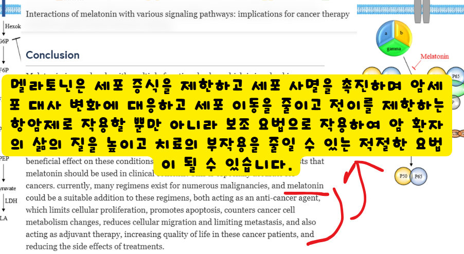 멜라토닌의 암세포 사멸 효능