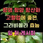 고혈압 항염 항산화 그라비올라 효능 및 레시피