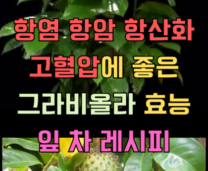 고혈압 항염 항산화 그라비올라 효능 및 레시피