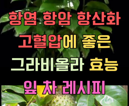 고혈압 항염 항산화 그라비올라 효능 및 레시피