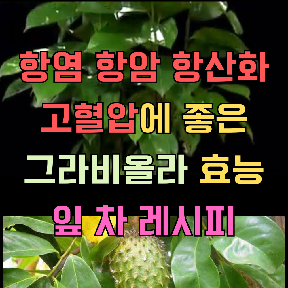 고혈압 항염 항산화 그라비올라 효능 및 레시피